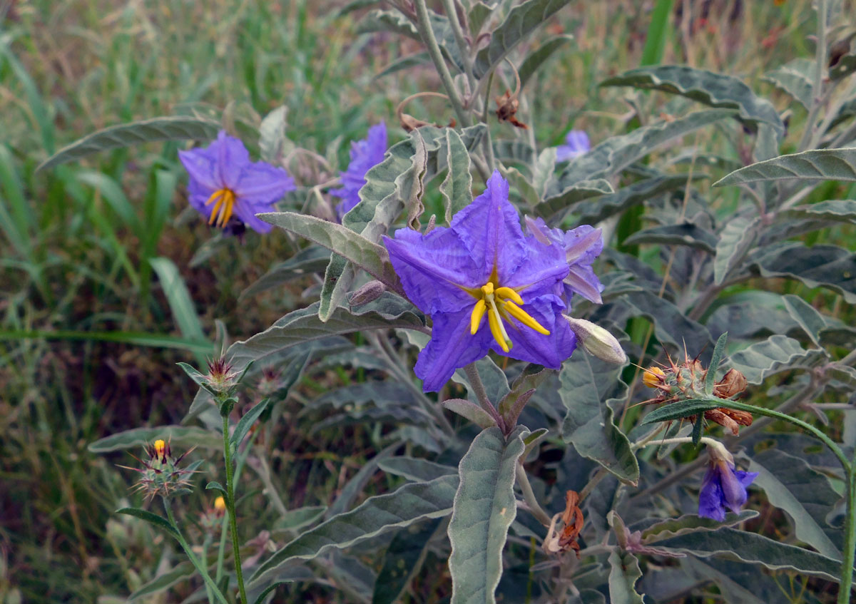 Texas Wildflowers (that Aren’t Bluebonnets) - 101 Highland Lakes