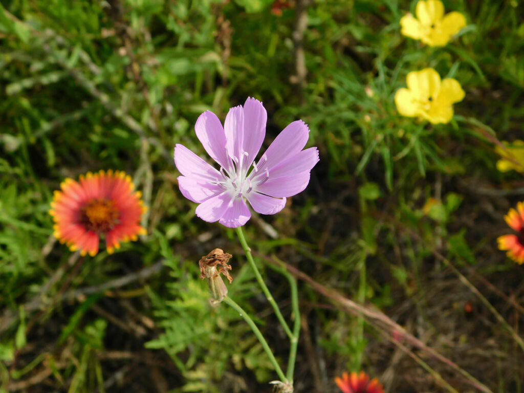 Texas skeleton plant