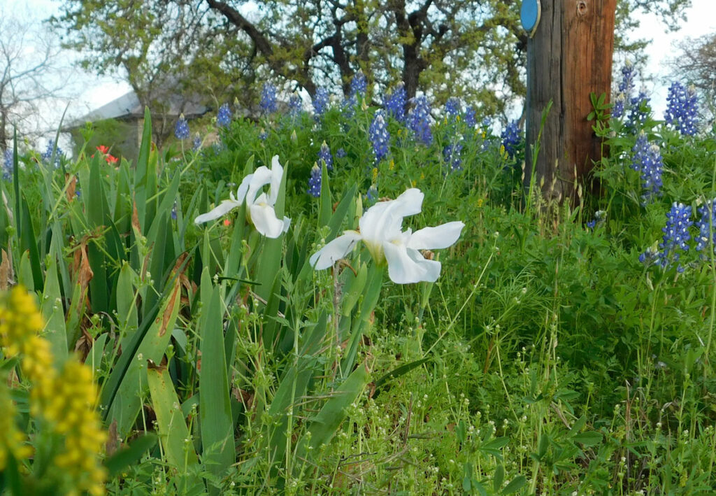 White cemetery iris