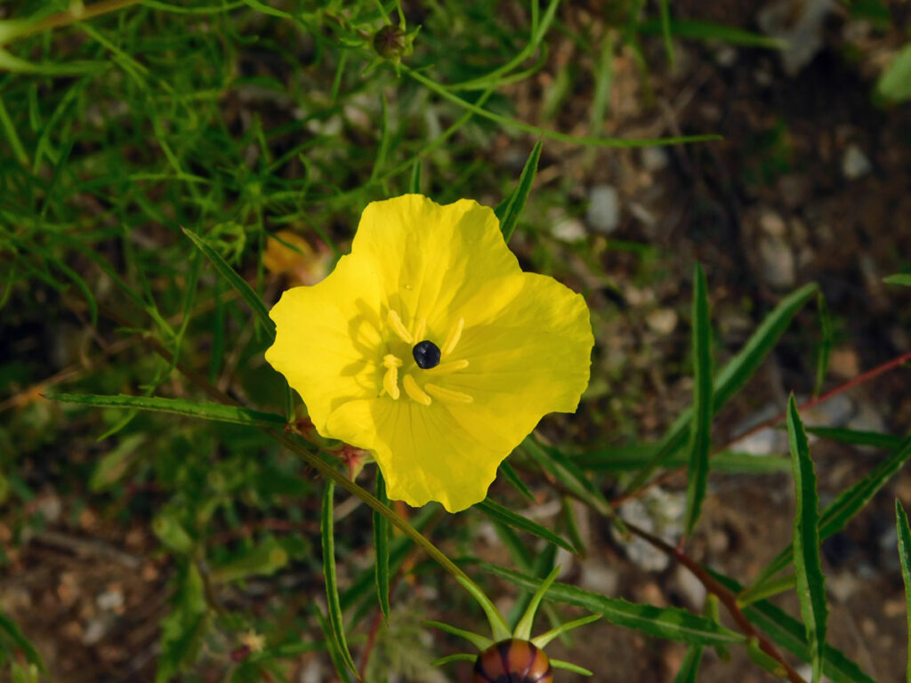 Texas Wildflowers (that Aren’t Bluebonnets) - 101 Highland Lakes