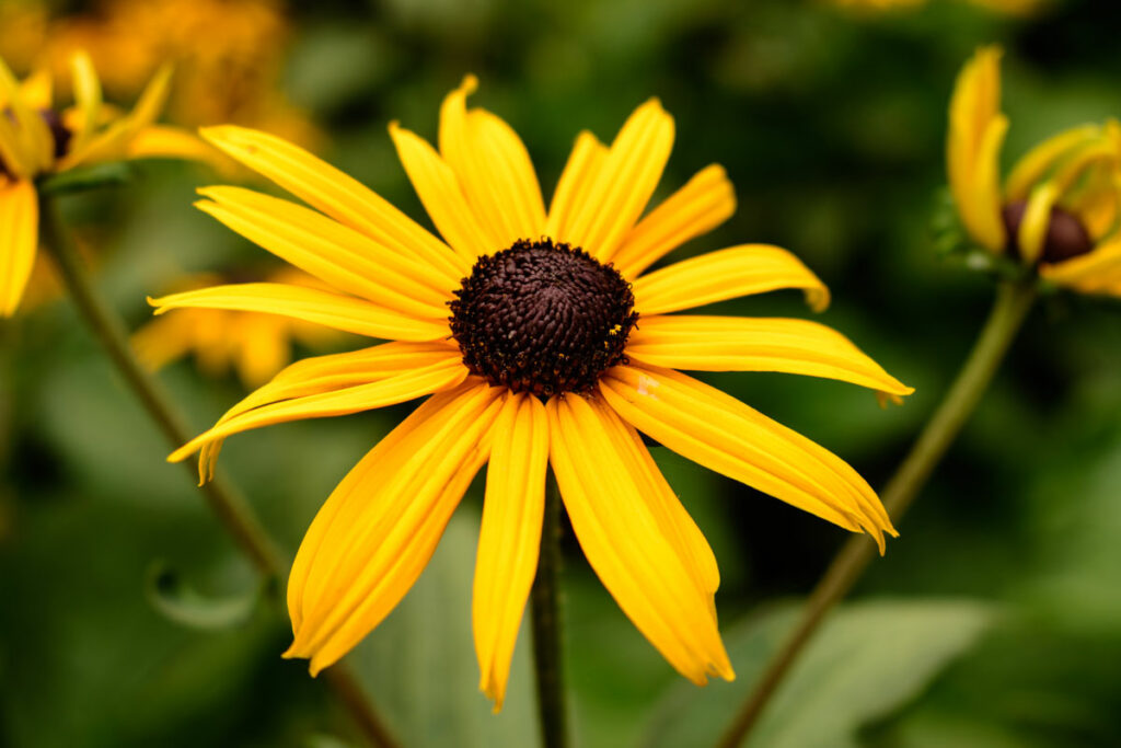 black-eyed-susan_AdobeStock_230239100