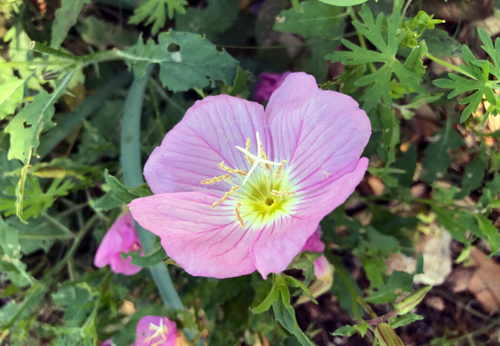 pink-evening-primrose