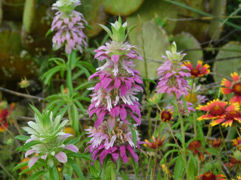 Purple horsemint