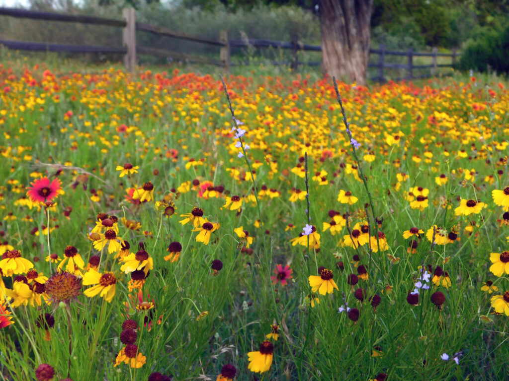 Texas verbena