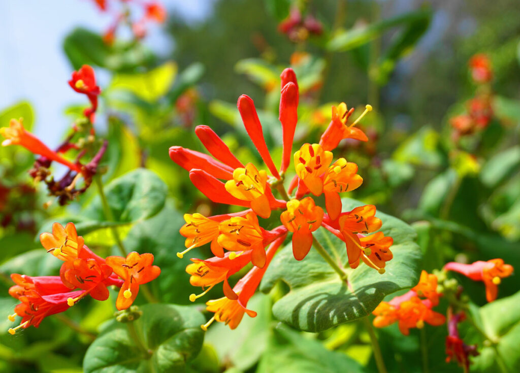 coral-honeysuckle_AdobeStock_271705899