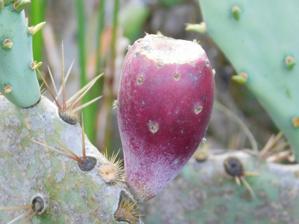 Texas prickly pear cactus Beautiful and tasty 101 Highland Lakes