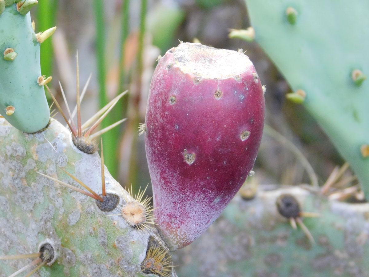 Prickly pear cactus fruit