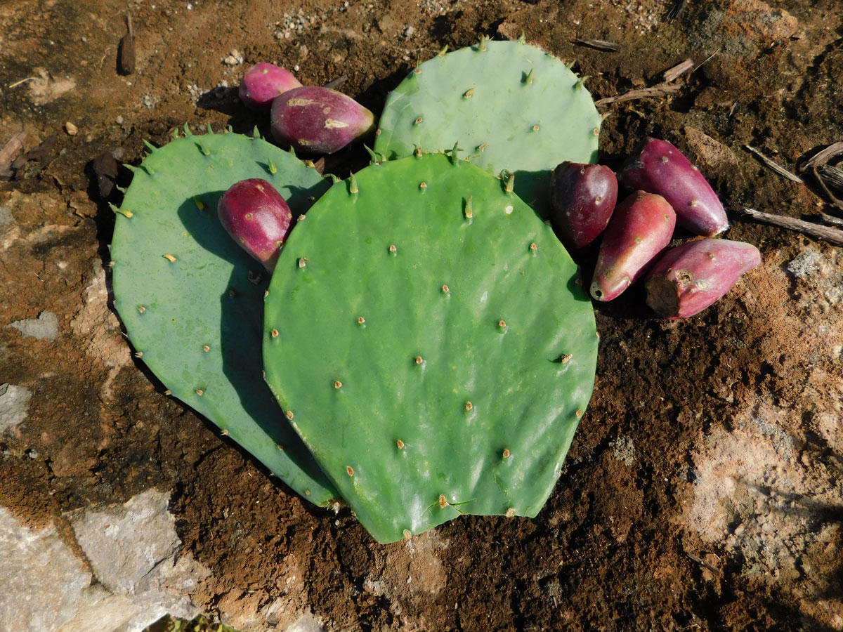 Prickly pear cactus tuna and nopales