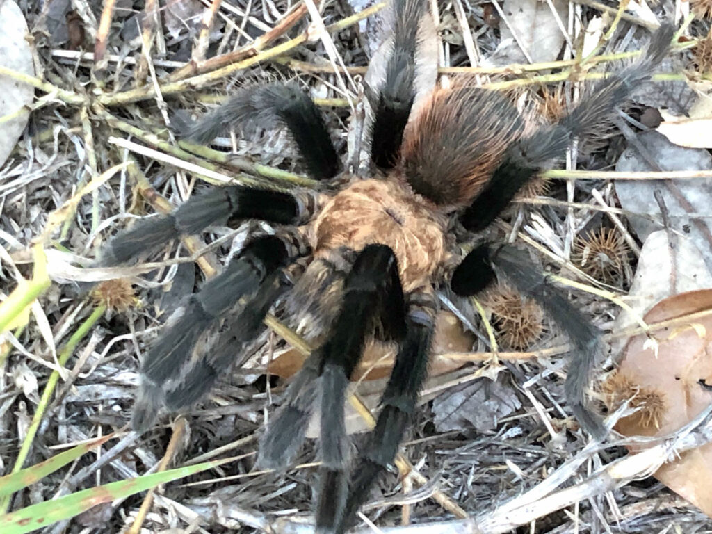 Texas brown tarantula