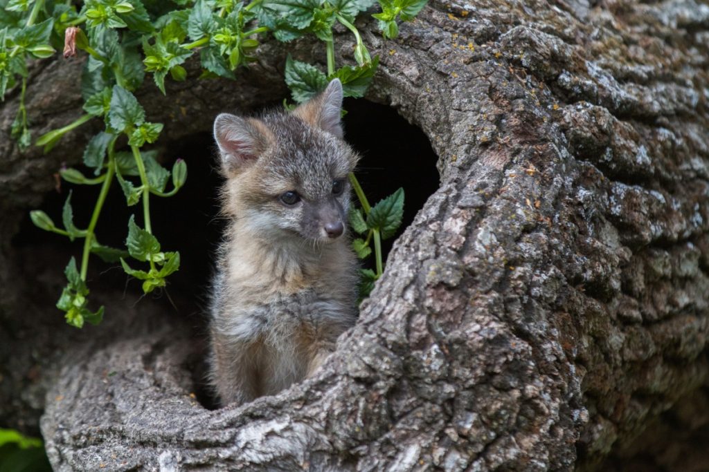 fox kit