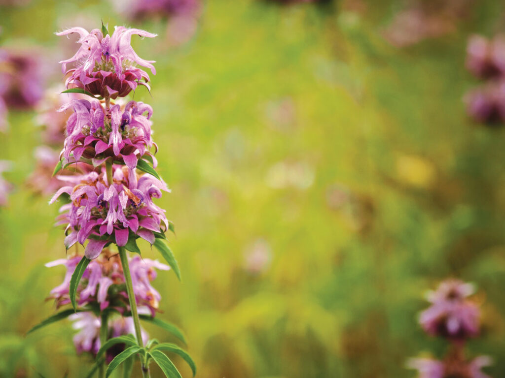 Horsemint