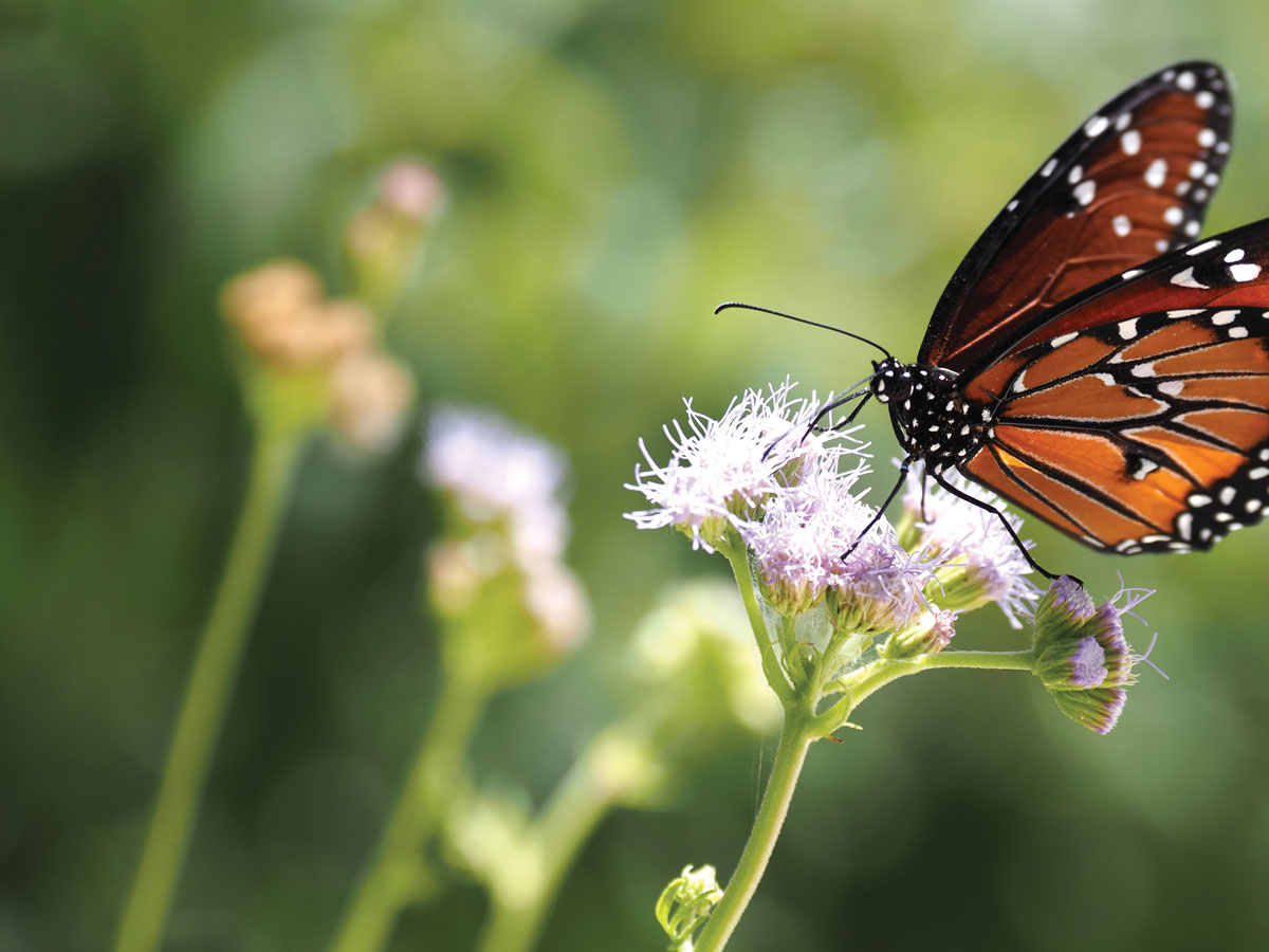 Queen butterfly on mistflower