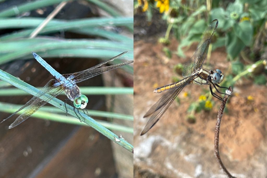 Blue dasher dragonflies