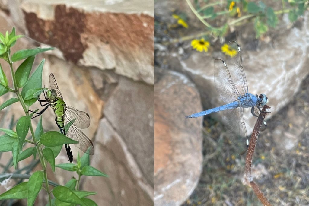 Pondhawk and Comanche skimmer dragonflies