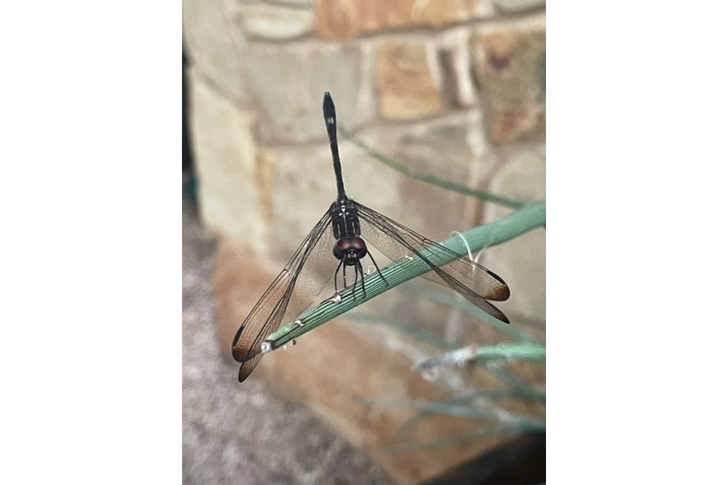 Swift setwing dragonfly