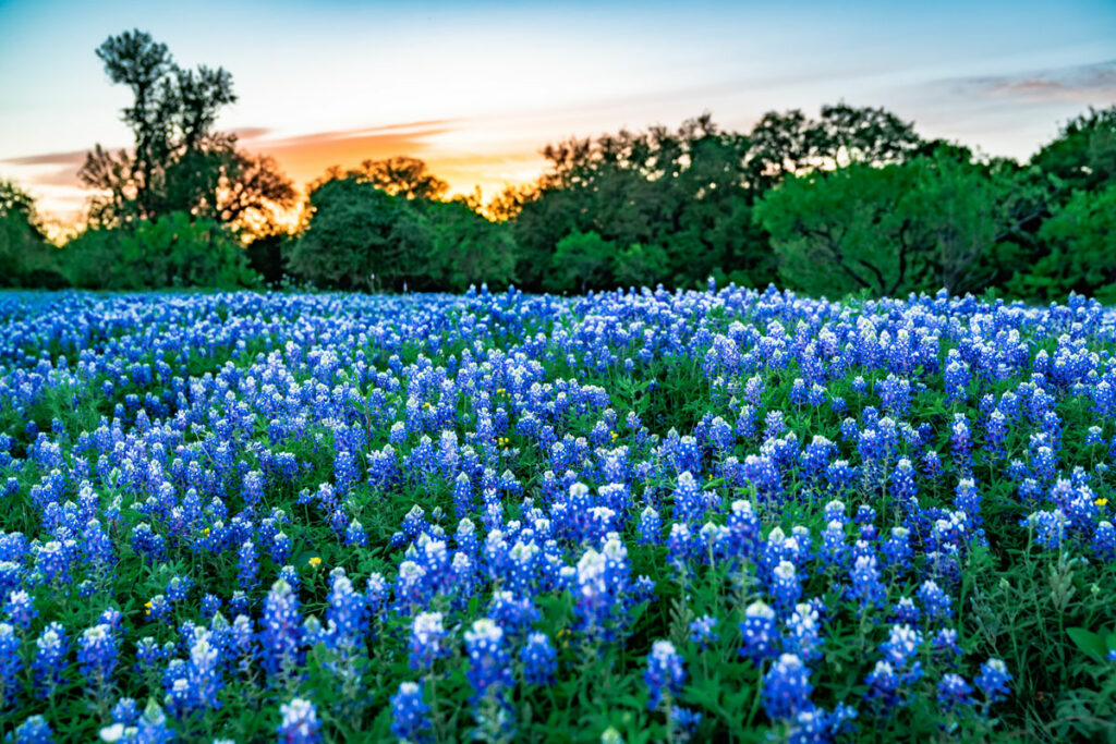 Texas bluebonnets, Lupinus texensis