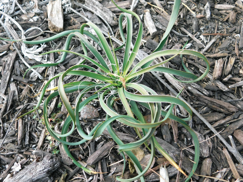 Best HD Pictures about  Twisted Leaf Yucca  with No AI Images