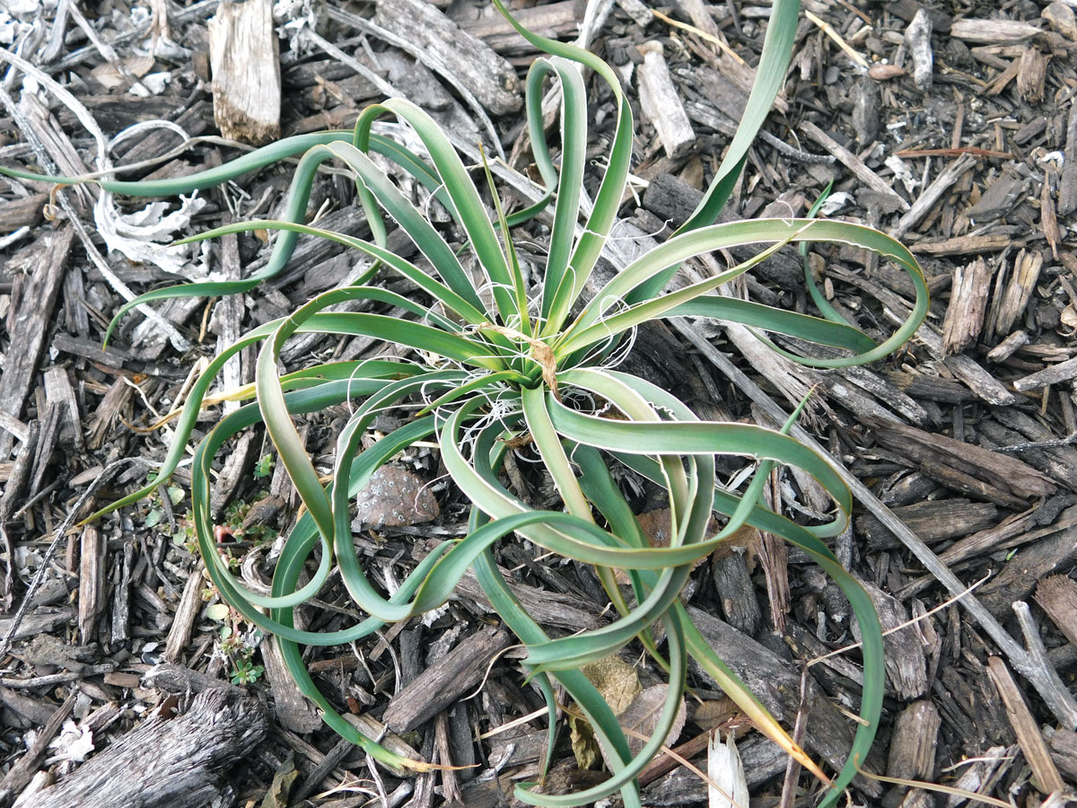 Twisted-leaf yucca