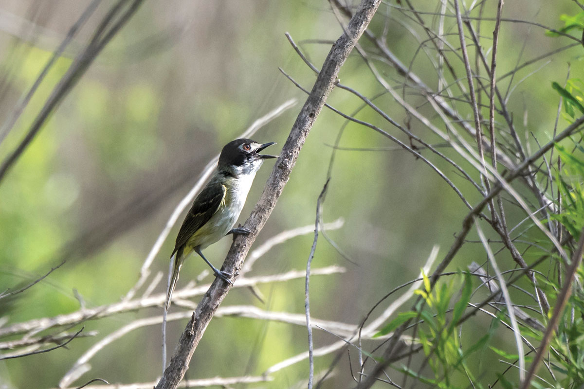 Black-capped vireo at Balcones Canyonlands NWR