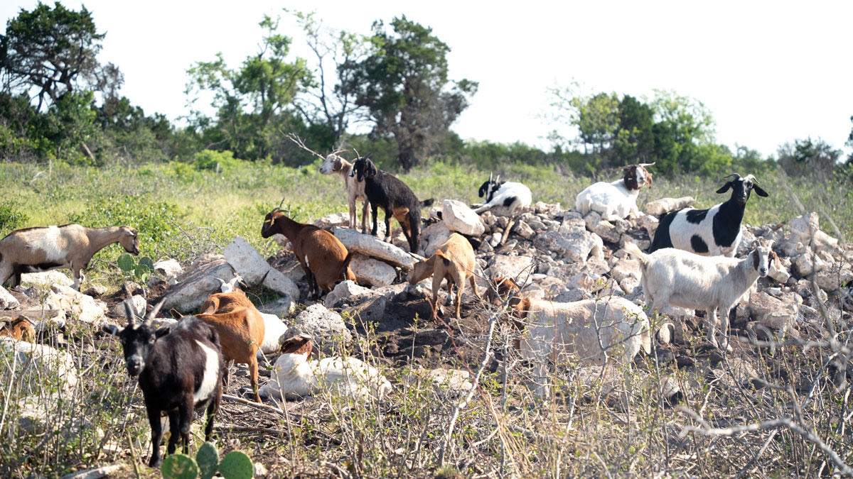 Goats at Balcones Canyonlands NWR