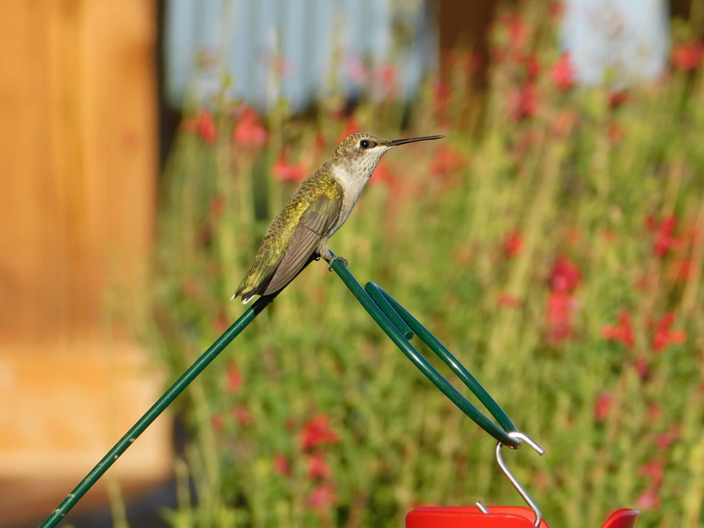 Hummingbird at rest