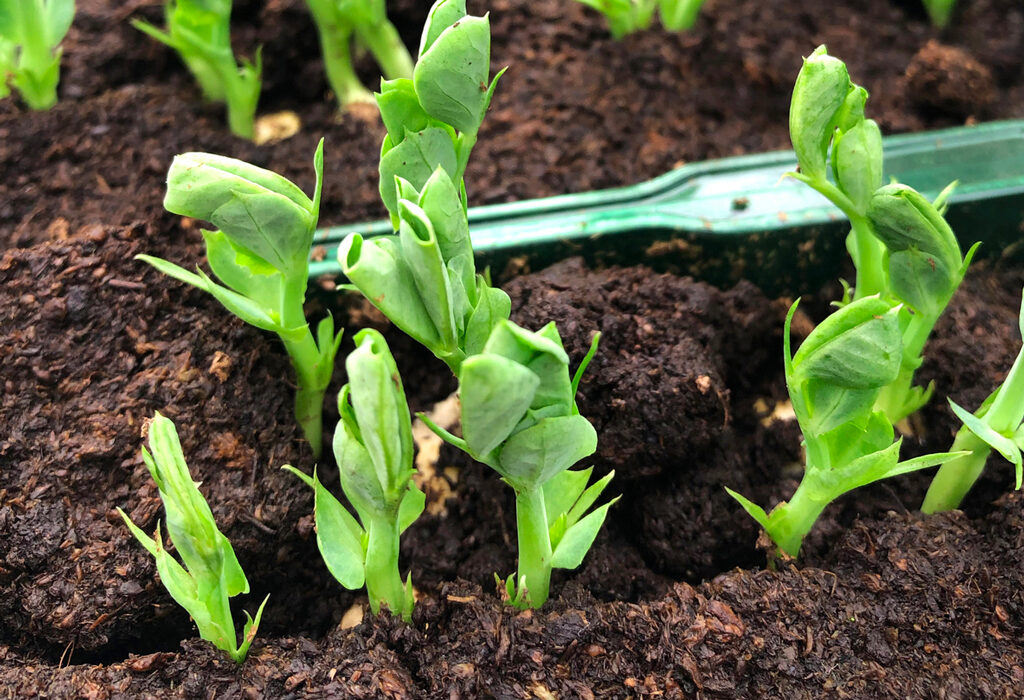 It's time to plant peas and other fall vegetables. Keep reading for other September garden duties. iStock image