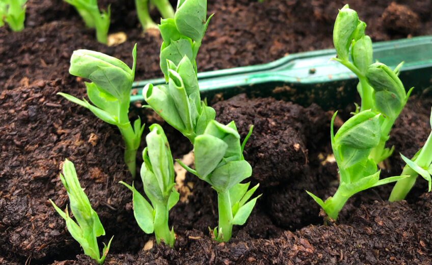 It's time to plant peas and other fall vegetables. Keep reading for other September garden duties. iStock image