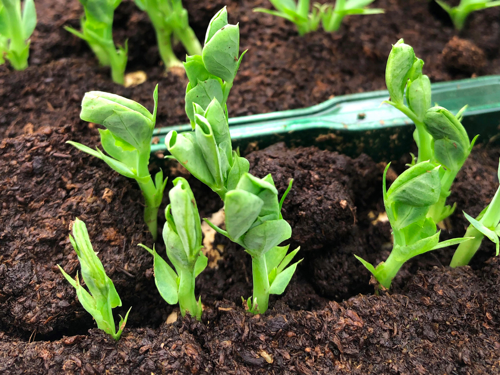 It's time to plant peas and other fall vegetables. Keep reading for other September garden duties. iStock image