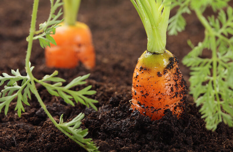 The Texas A&M AgriLife Extension recommends several variety of carrots to grow. See below for the list.