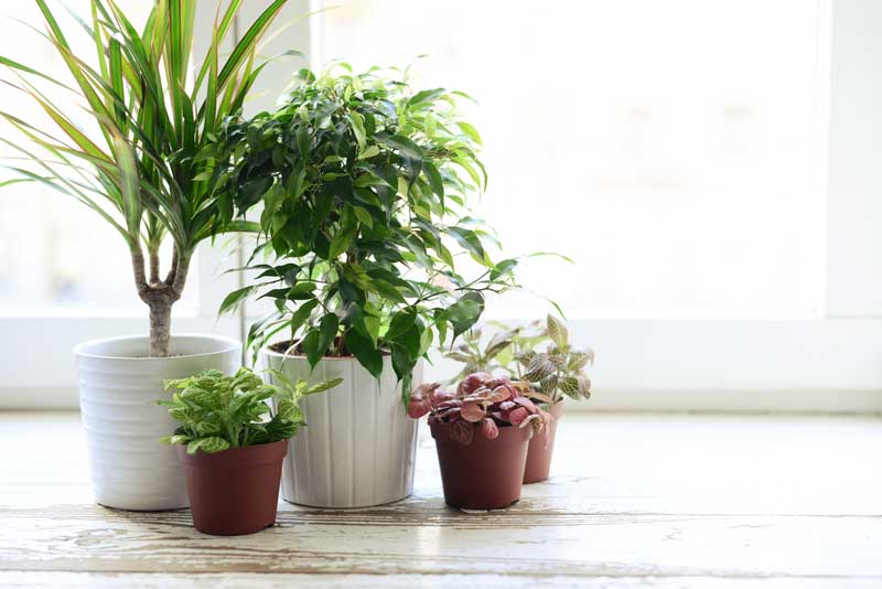 IN THE GARDEN Clever Tips for Houseplants, Combating Ant Invasion