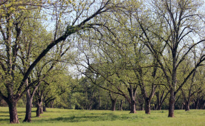 When pecan trees show their leaves in Texas, it’s a sure sign spring is here and the freeze danger is over. Read about more signs below.