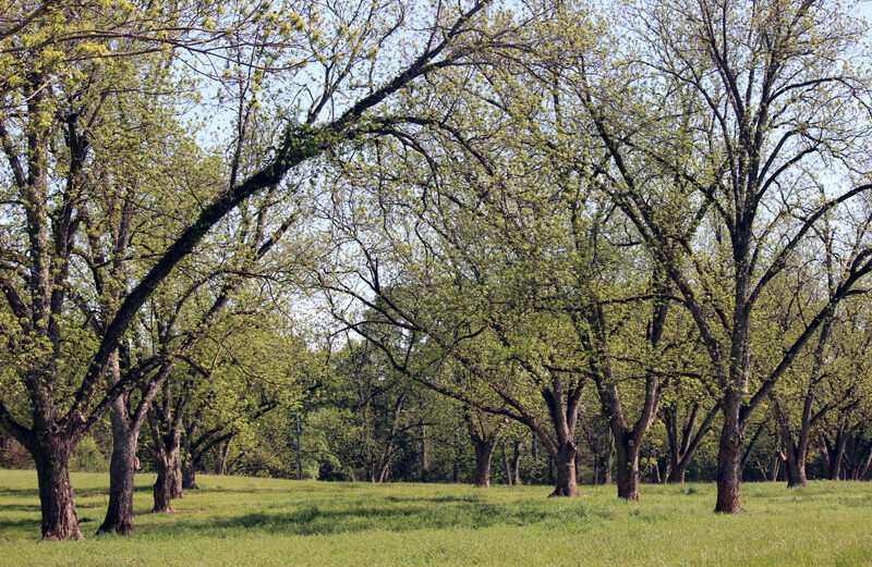 When pecan trees show their leaves in Texas, it’s a sure sign spring is here and the freeze danger is over. Read about more signs below.