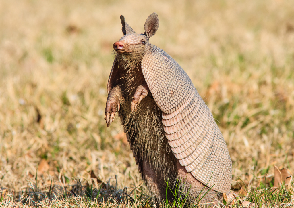An armadillo stands on its hind legs to look for danger. The largest population of nine-banded armadillos lives in Texas, where the armored animal was named the official state small mammal in 1995. It shares the mammal title with the official state large mammal, the longhorn. iStock image