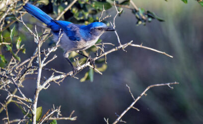 With a mix of food, water, and native plant habitat, suburban backyards can attract birds throughout the year. Staff photo by Daniel Clifton