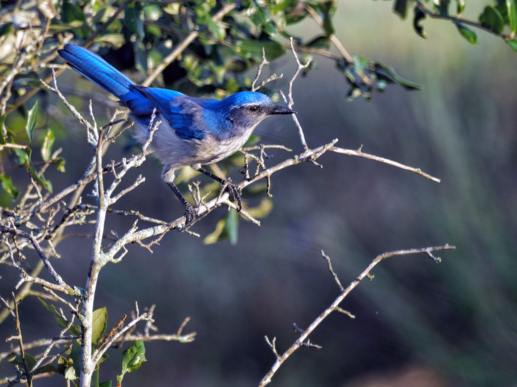 With a mix of food, water, and native plant habitat, suburban backyards can attract birds throughout the year. Staff photo by Daniel Clifton