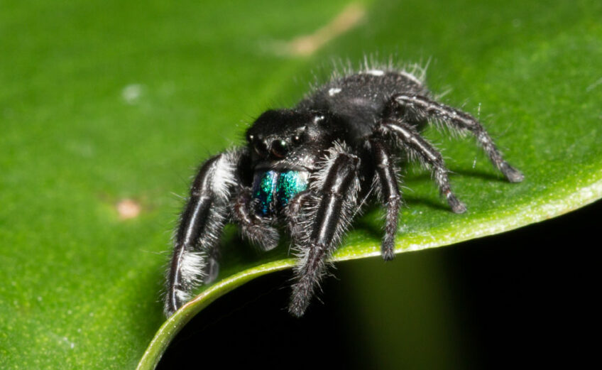 The jumping spider is just one of many common spiders found in the Highland Lakes.