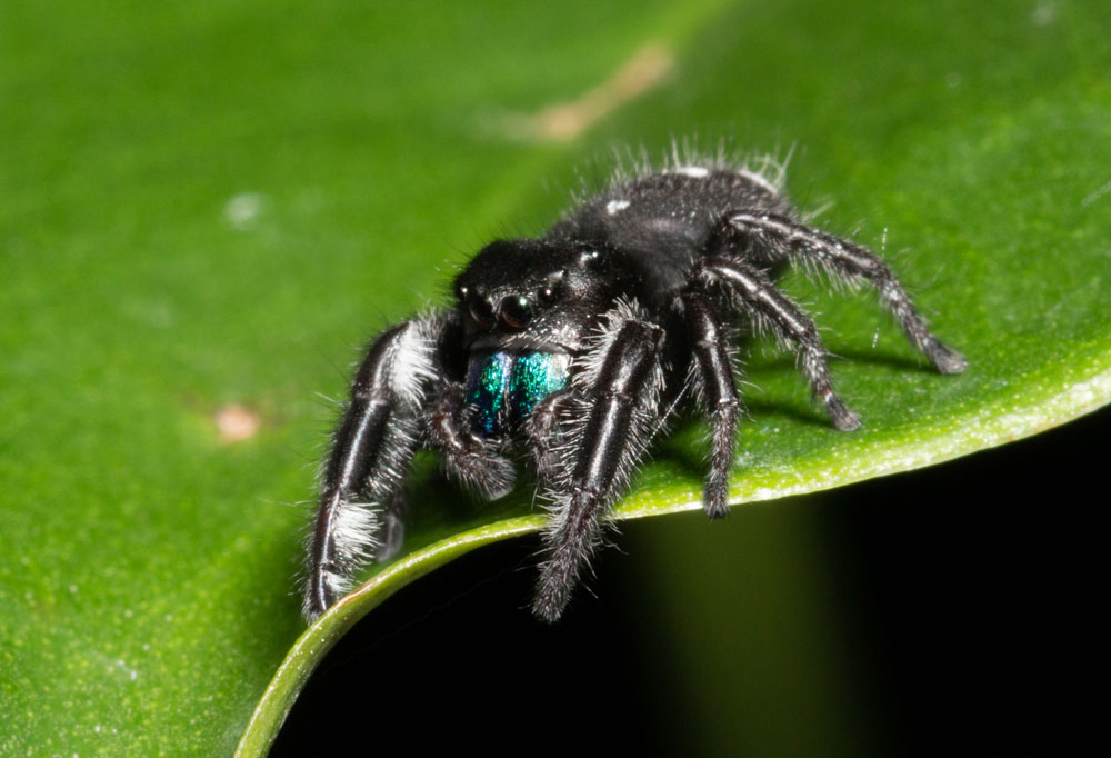 Jumping spider encounter?