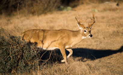 The Llano Basin has the highest density of white-tailed deer in the U.S., as well as knowledgeable guides.