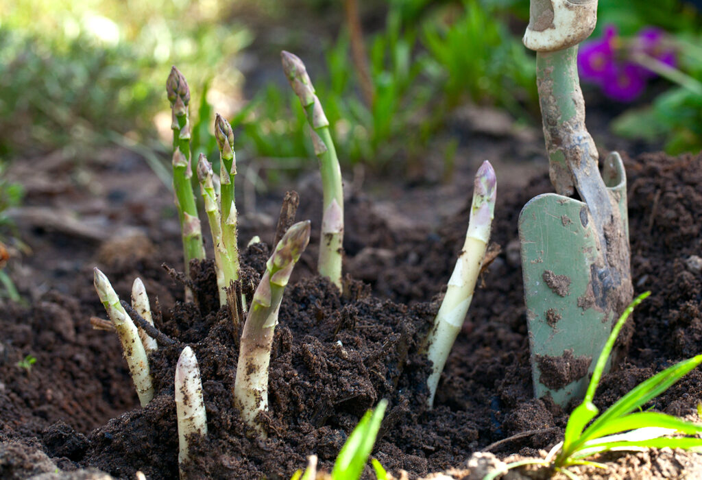 Asparagus can grow in a shady spot in the garden. Keep reading for other plants that don't require full sun.