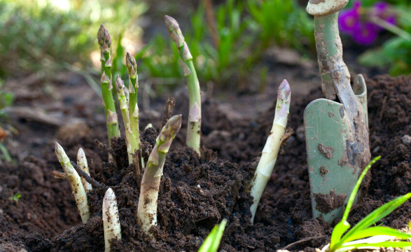 Asparagus can grow in a shady spot in the garden. Keep reading for other plants that don't require full sun.