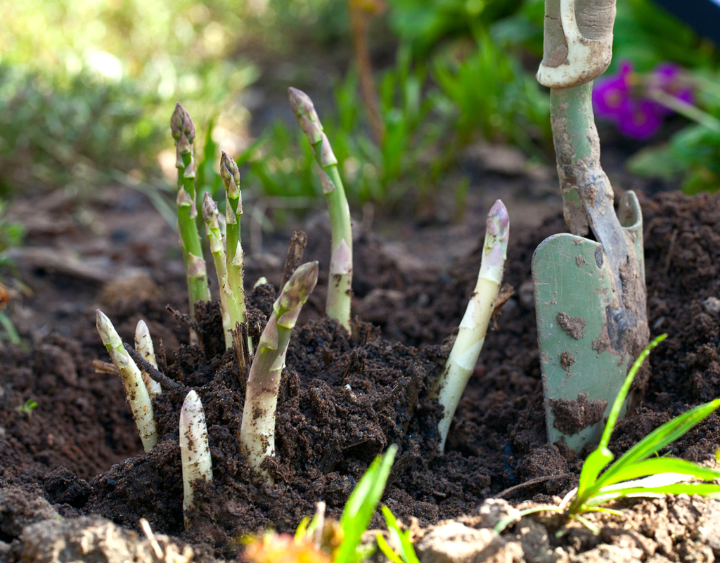 Asparagus can grow in a shady spot in the garden. Keep reading for other plants that don't require full sun.