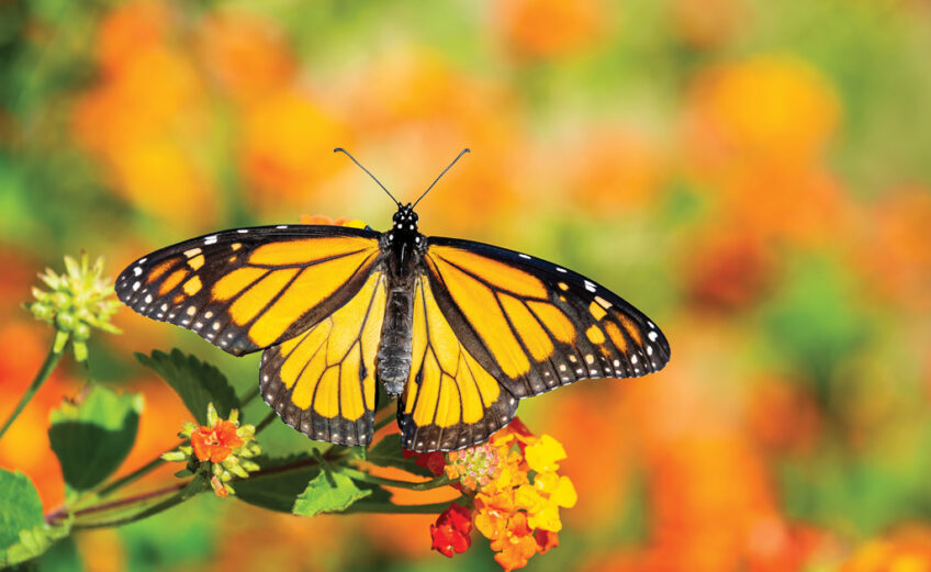 Twice a year, monarch butterflies migrate between Canada and Mexico, a 6,000-mile round trip that takes them through the Highland Lakes of Texas. iStock photo