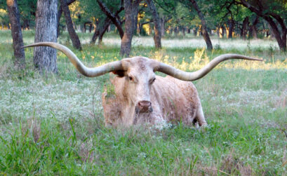 Texas longhorns can be seen across the Highland Lakes. The breed is a favorite of ranchers, who value it for its lean meat, resistance to disease, and adaptability to Texas weather. Staff photo by Jennifer Greenwell