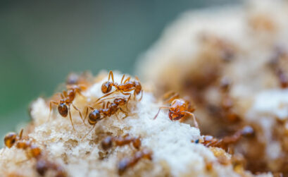 Keep reading for natural remedies to rid your yard of fire ants.