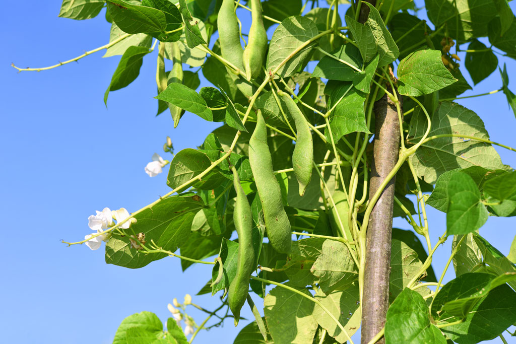 It's time to plant your bean seeds — inside. After the last freeze, you can move your seedlings outside. Soon, you will have a bountiful crop for soups, salads, and sides.