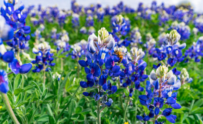 Pollinators land on the bottom, all blue, portion of a bluebonnet floret, causing the upper half to open up into two parts and expose the stamens and pistil, where pollen is taken and left behind. Photo by Ronnie Madrid/Divine Radiance Photography