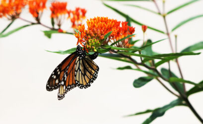 A monarch butterfly lays eggs on an orange butterfly weed, a native plant common to Central Texas. Although it is sometimes called orange milkweed, it does not produce a milky sap like milkweed. iStock image