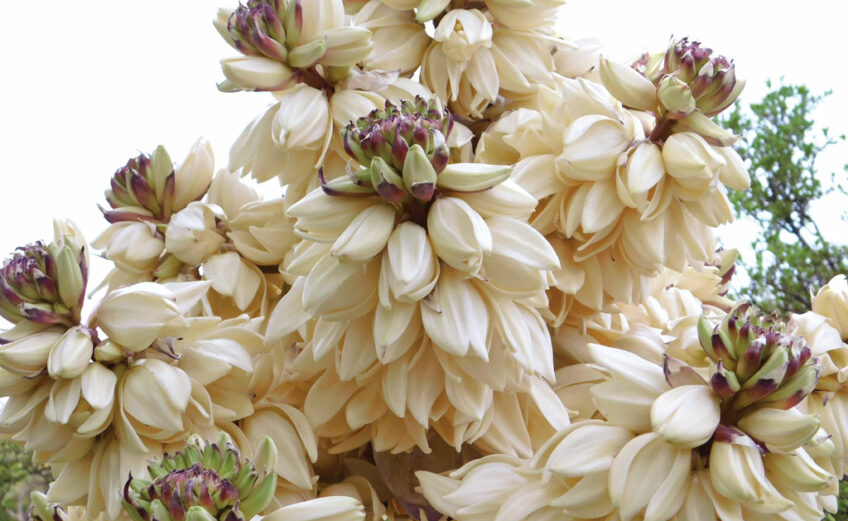 The Spanish dagger yucca's blooms sit atop its leaves. Its stalk is covered by the flowers, which are creamy white, sometimes with a purplish tinge. Staff photo by Jennifer Greenwell