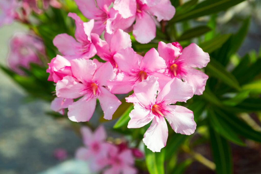 While beautiful, the oleander is potentially deadly to people and pets. Keep reading for more poisonous plants.