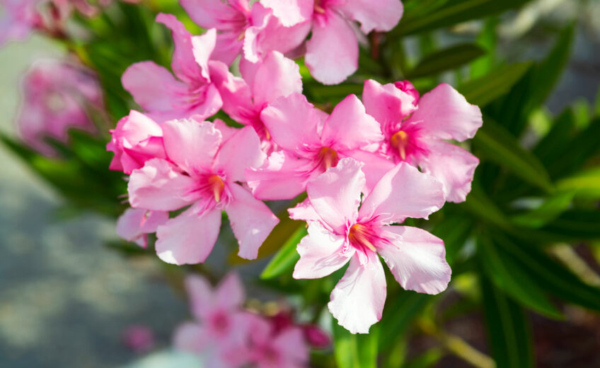 While beautiful, the oleander is potentially deadly to people and pets. Keep reading for more poisonous plants.